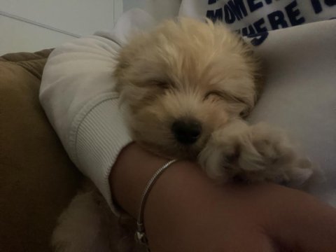 2,5 aylık yavru maltipoo