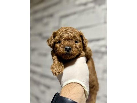 Kore teacup poodle bebek