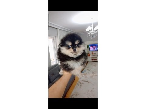 Pomeranian boo black tan köpeğimiz