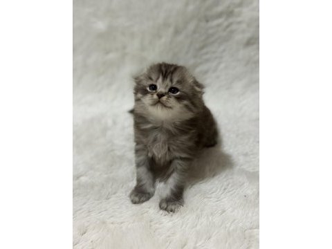 Rezerveye açık scottish fold