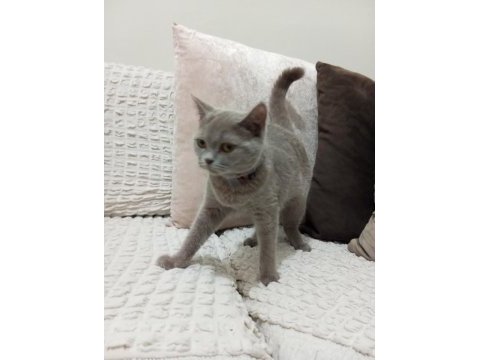 British shorthair kedimiz