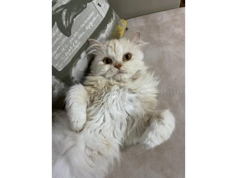 2 yaşında kısır çipli erkek chinchilla