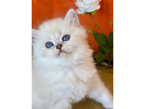 Show kalite silver british longhair yavruları