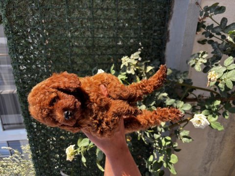 Sağlıklı ırk garantili erkek yavru poodle