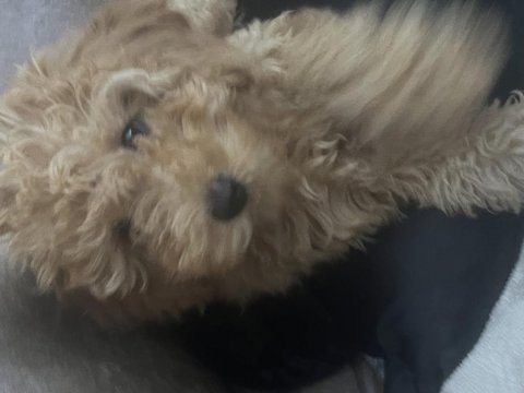 Mersin toy poodle 2.5 aylık dişi