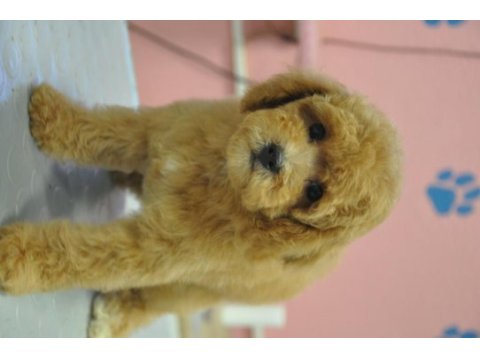 Maltipoo bebekler