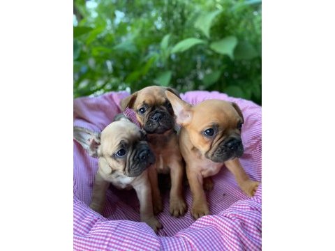 French bulldog yavrular 2 dişi 1 erkek 50 günlük