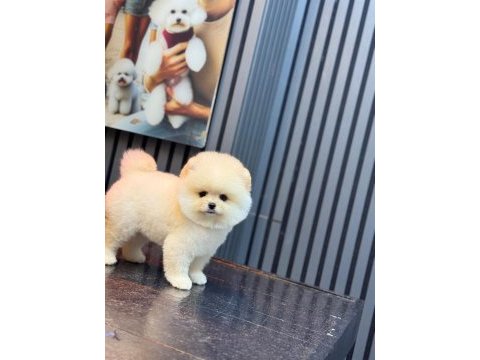 Pamuk şekeri pomeranian boo