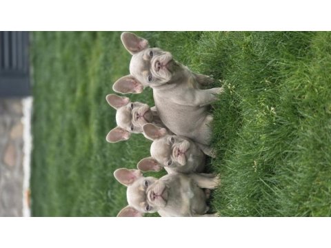Renkli gözlü ev ortamında bakılan french bulldog yavrularım