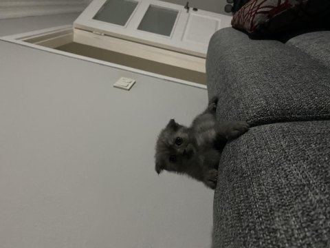 Scottish fold yavrularımız yeni yuvalarına hazır