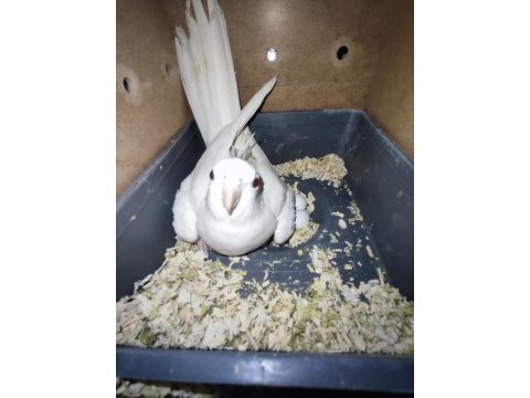 Evcil sultan papağanı yavruları