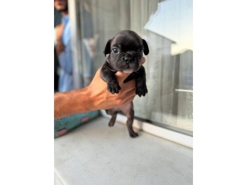 Mükemmel anatomi blue ve blue taşıcı french bulldog evlatlar
