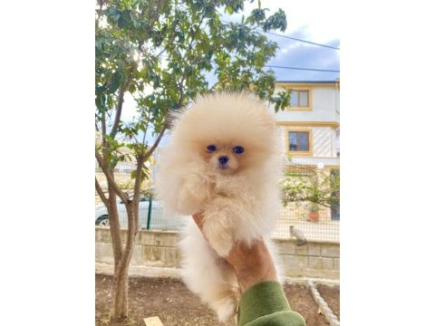 6 aylık kız ayı surat pomeranian