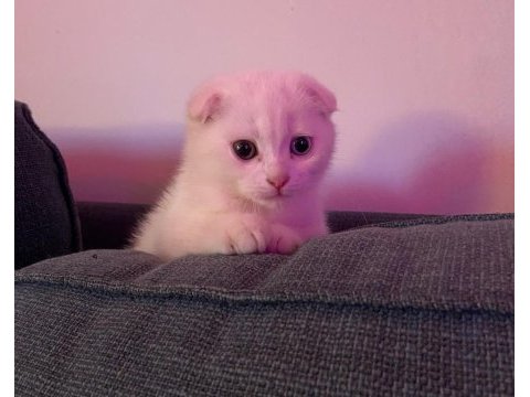 Safkan erkek ankara kedisi