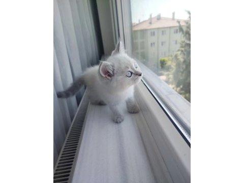 British shorthair dişi yavru