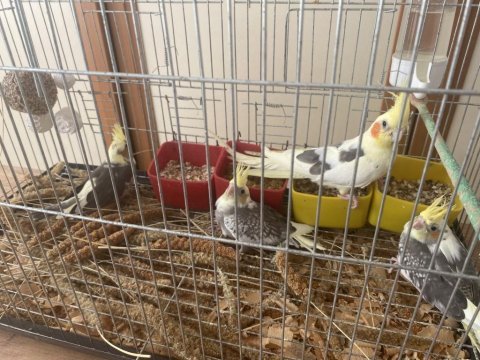 Bebek sultan papağanı