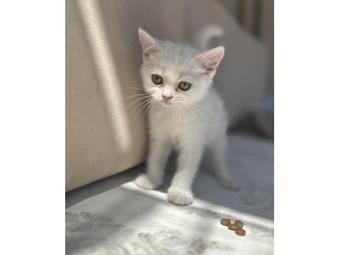 Kar gibi british shorthair kızçeler