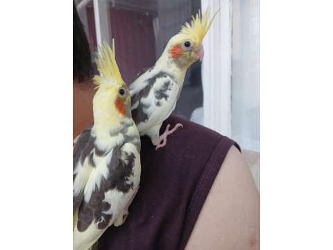 1 aylık ele alışkın sultan papağanlar ısırma yapmaz