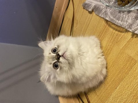 British longhair 5aylık mavi göz