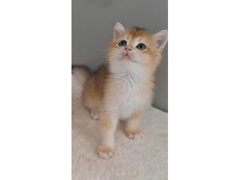 Wcf pedigrili british shorthair/longhair yavrular