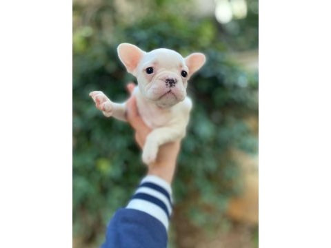 Sağlıklı krem french bulldog bebekler