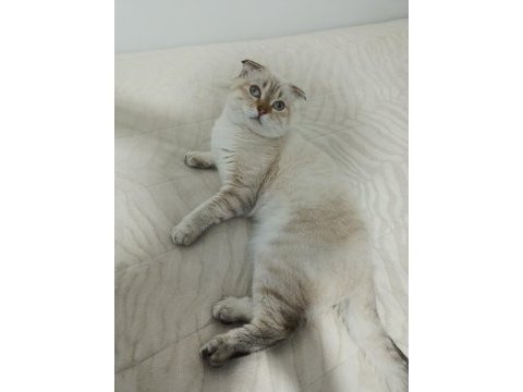 Scottish fold kedimiz yeni yuvasını bekliyor
