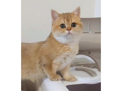 British shorthair safkan ny11