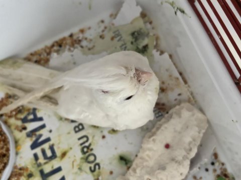 Yeni yeme düşmüş eğitmelik albino sultan papağanı