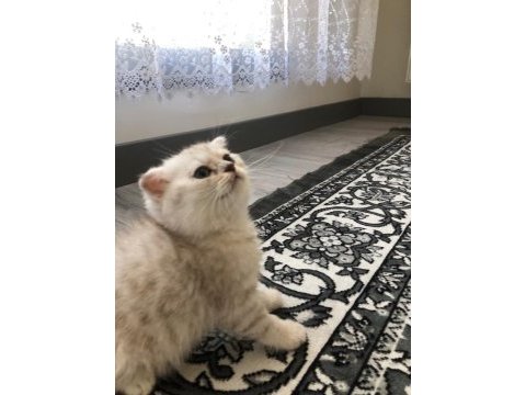 Scottish fold erkek kedimiz