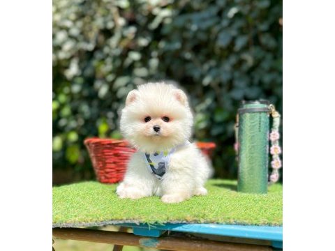Orjinal ırk muhteşem güzellikte pomeranian boo yavrular