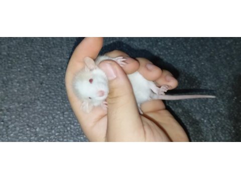 Dumbo rat yavru bebekler