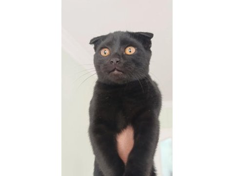 Dişi 5 aylık scottish fold
