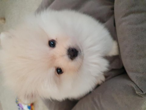 Burbery tarzı pomeranian boo