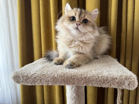 Golden british longhair paşa