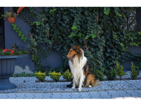 Rough collie (lassie) yavru