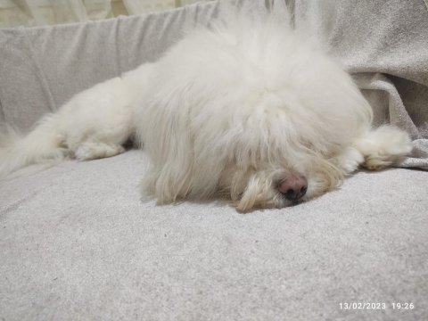 Sahibinden 1 yaşında dişi maltipoo