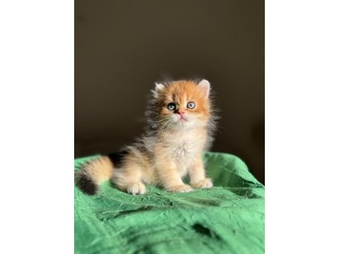 Mükemmel kalite golden ny11 british longhair