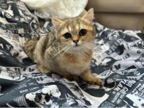 4 aylık british shorthair kendimizi sahiplendiriyoruz