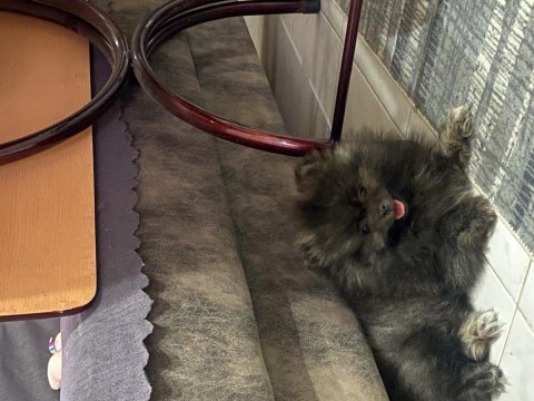Pomeranian 2 aylık erkek yavru