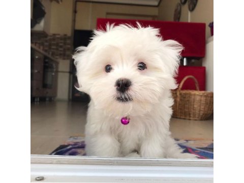 Orjinal maltese yavrular