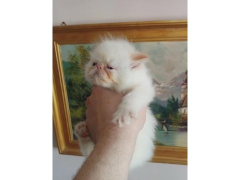 İran kedisi üst kalite bebekler