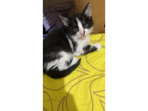 Smokin kedi yavrumuz