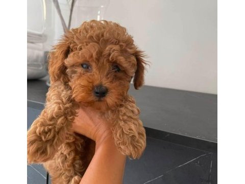 Toy poodle yavrularımız