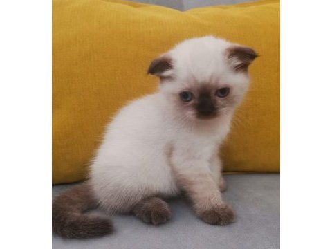 Scottish fold blue poınt