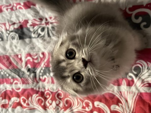 Scottish fold longhair iki aylık yavru