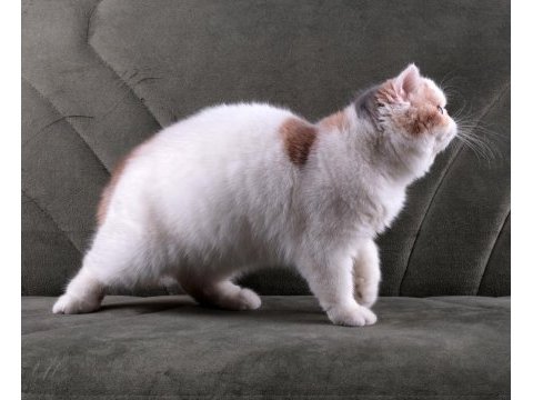 Cfa şecereli soft calico kedimiz