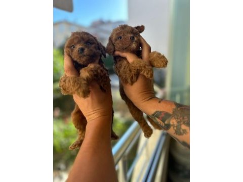 1.5 aylık toy poodle tea cup
