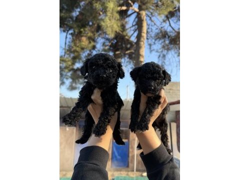 Siyah toy poodle bebekler ruhsatlı çiftlik 