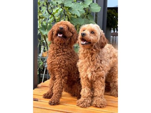 Toy poodle yavrular