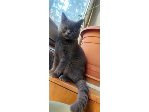 British shorthair ücretli sahiplendirilecektir